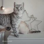 Eulenschnitt Couronne métallique étoile set de 2 pièces