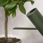 Bloom watering can