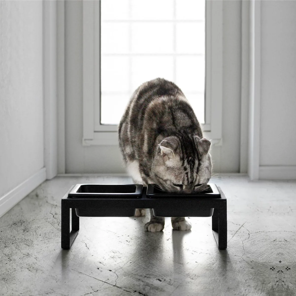 Yamazaki Futternapf TOWER mit Ständer in Schwarz, Katze frisst von vorne am Fenster
