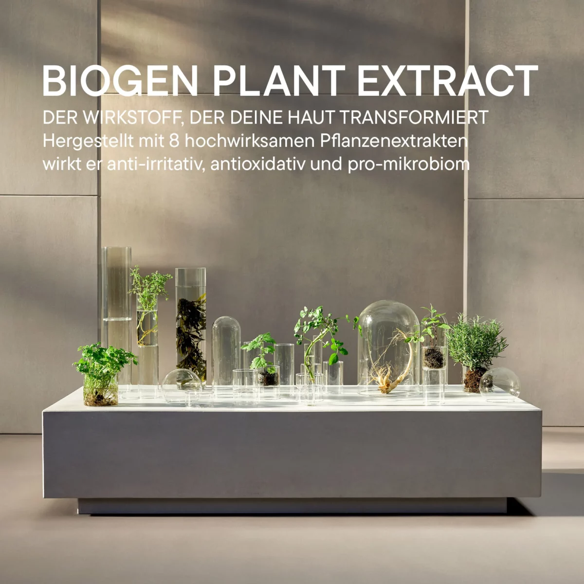 Infografik Biogen Plant Extract im BABOR Derma Filler Serum: Pflanzen unter Glas auf einem Steintisch
