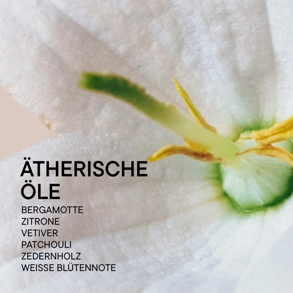Infografik zum BABOR Raumduft Grounding mit weisser Blüte und Bergamotte, Zitrone, Vetiver, Patchouli, Zedernholz